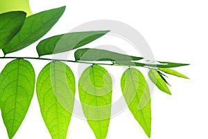 Close up Â Star gooseberry leaves with branch and sunlight on white isolated background for green foliage backdrop